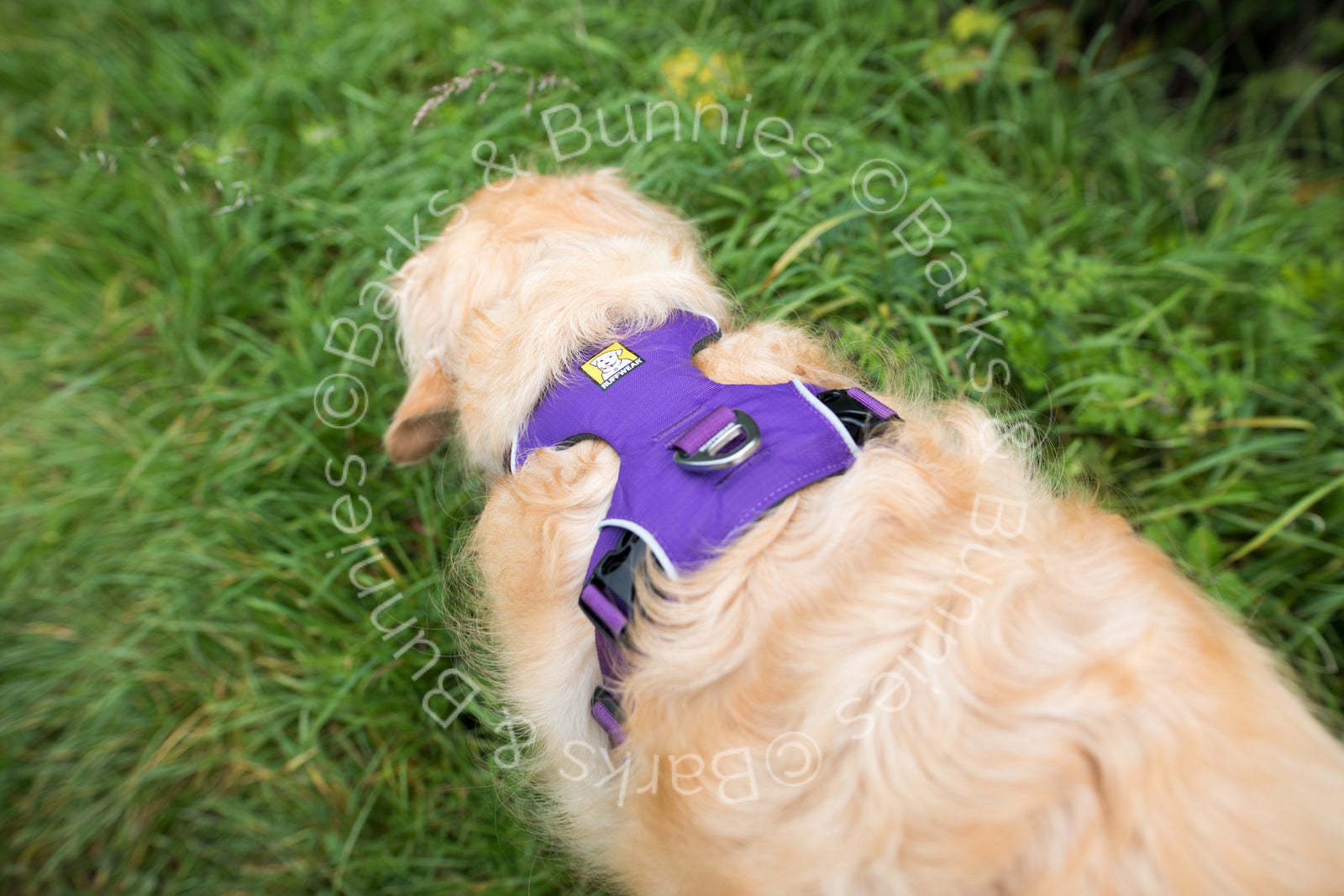 Ruffwear Front Range Dog Harness Review