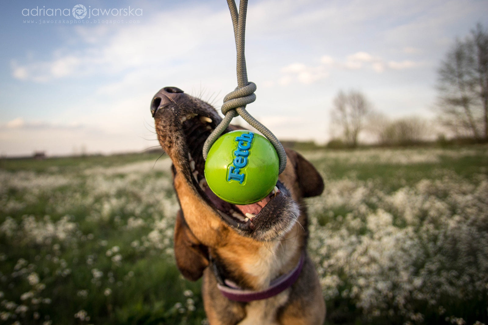 Planet Dog Extra Tough Dog Toys