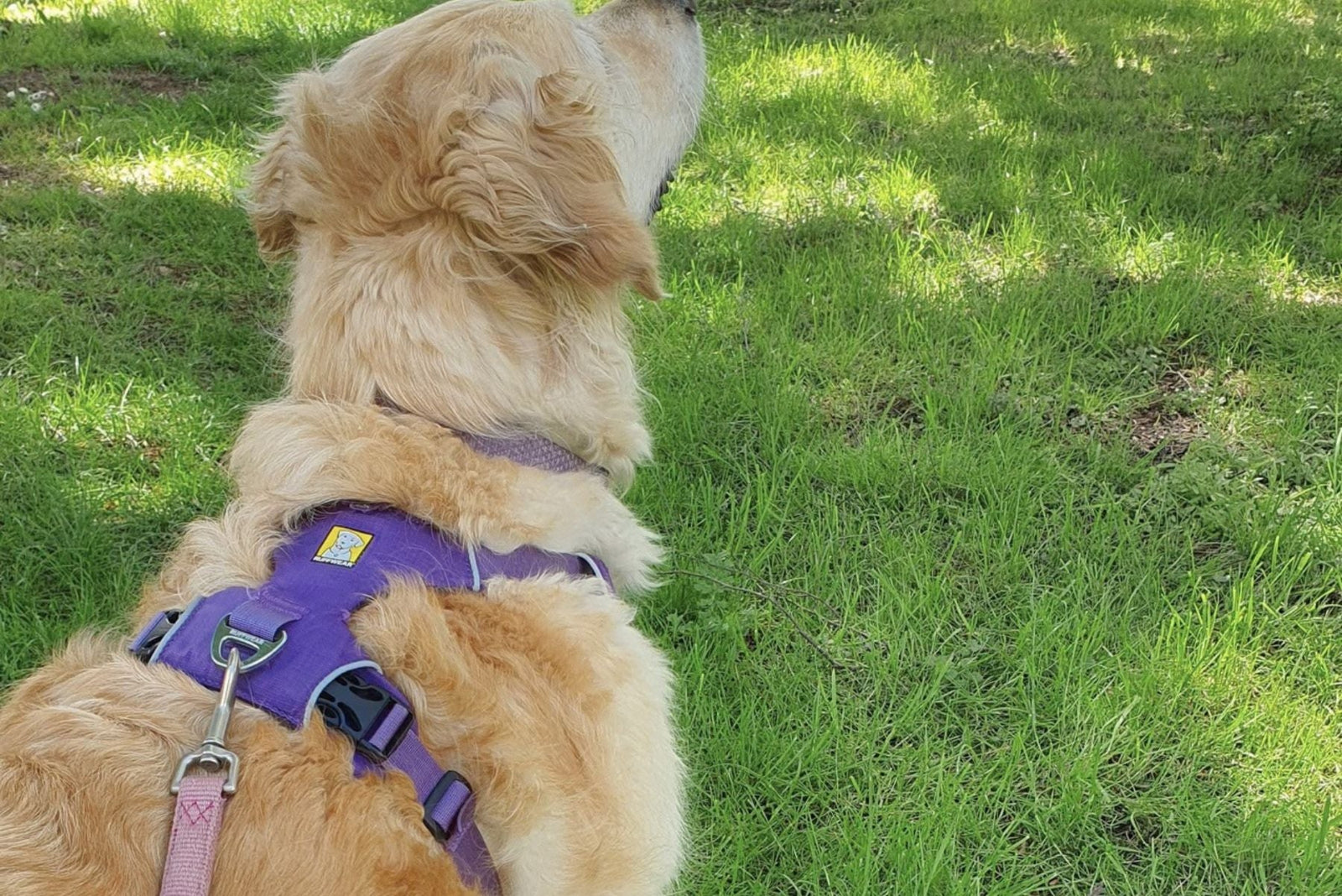 Ruffwear Front Range Harness Review: Nearly 10 Years Later