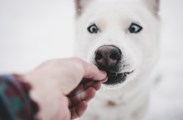 Discover The Best Dog Treats For Your Pooch