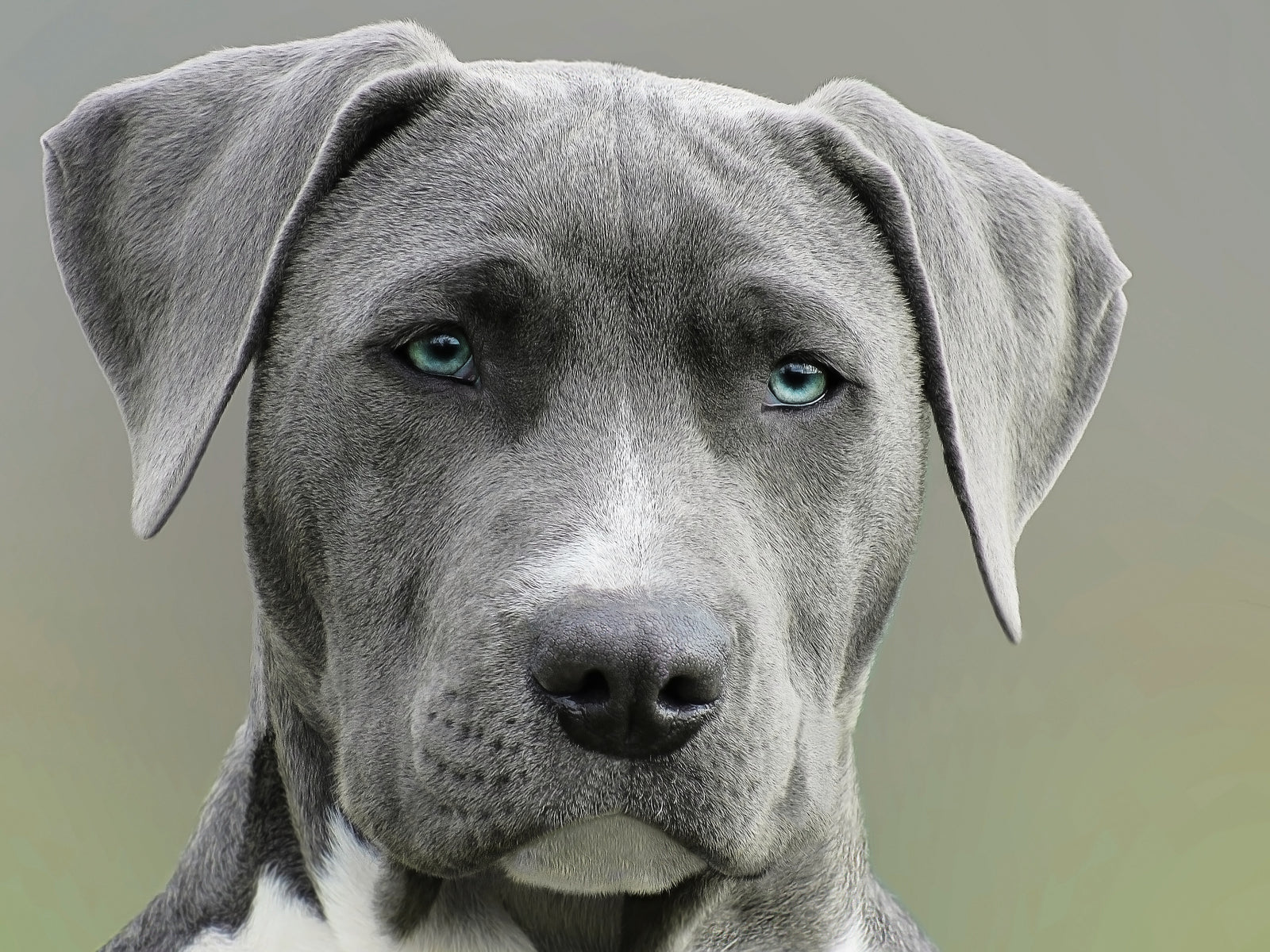 The 5 Best Dog Collars