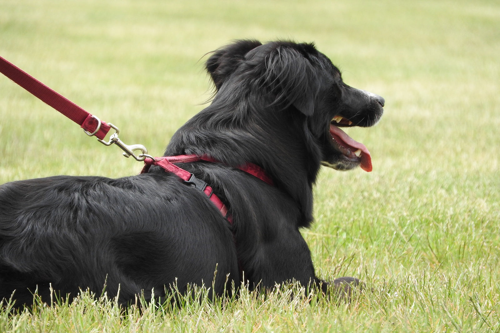 Will a Harness stop my dog pulling?