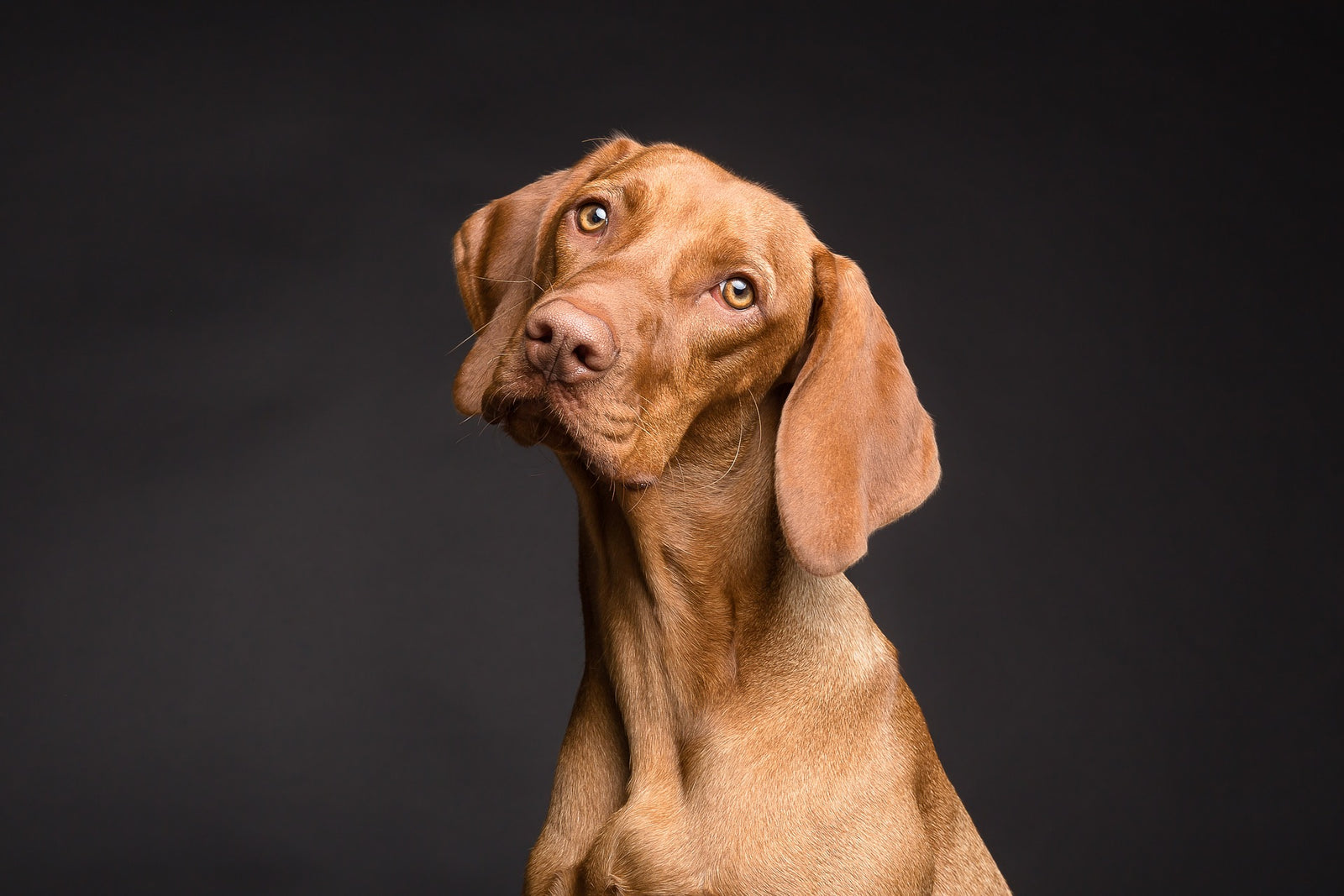 Top Black Friday Picks For Your Pets