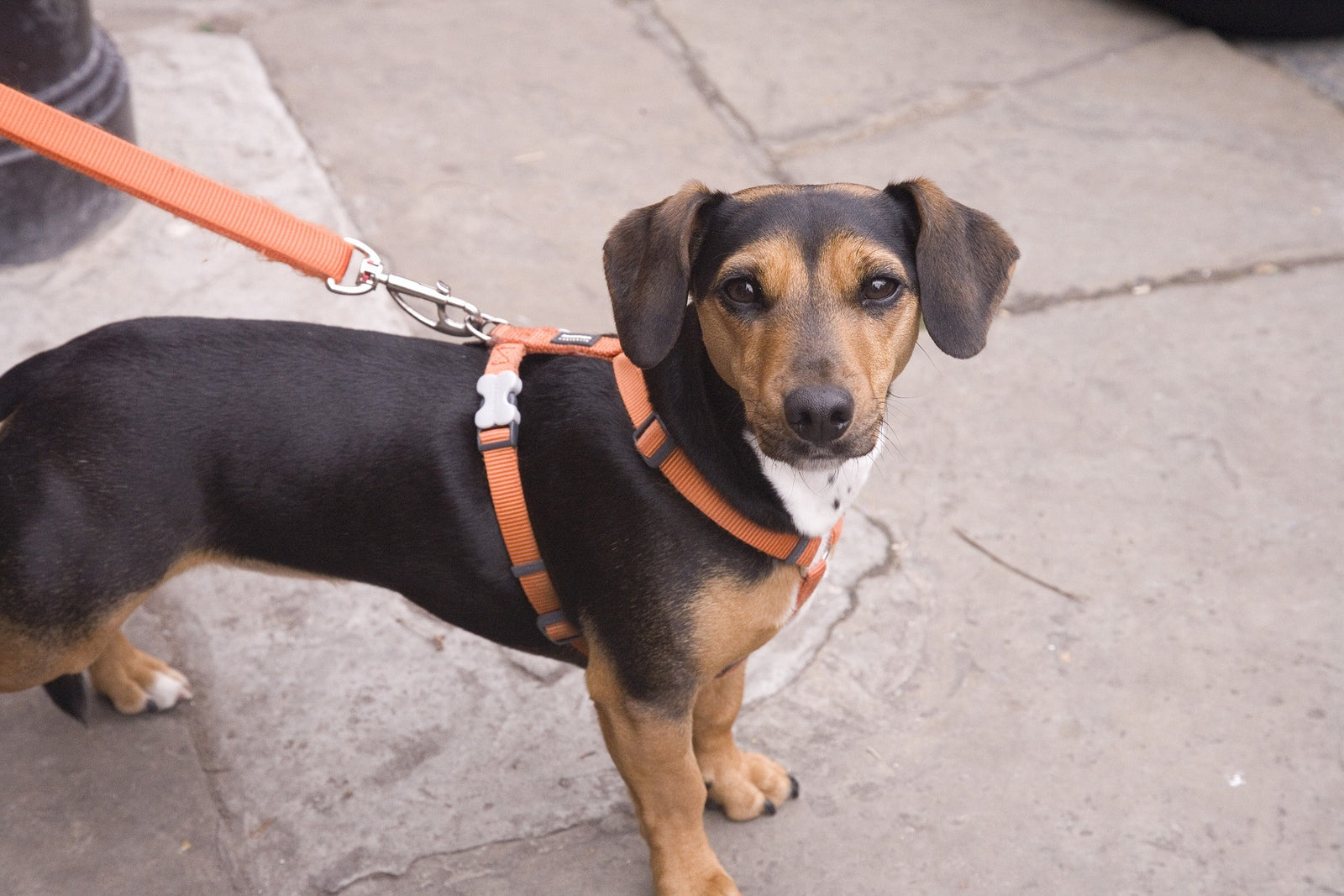 How do double ended dog leads work?