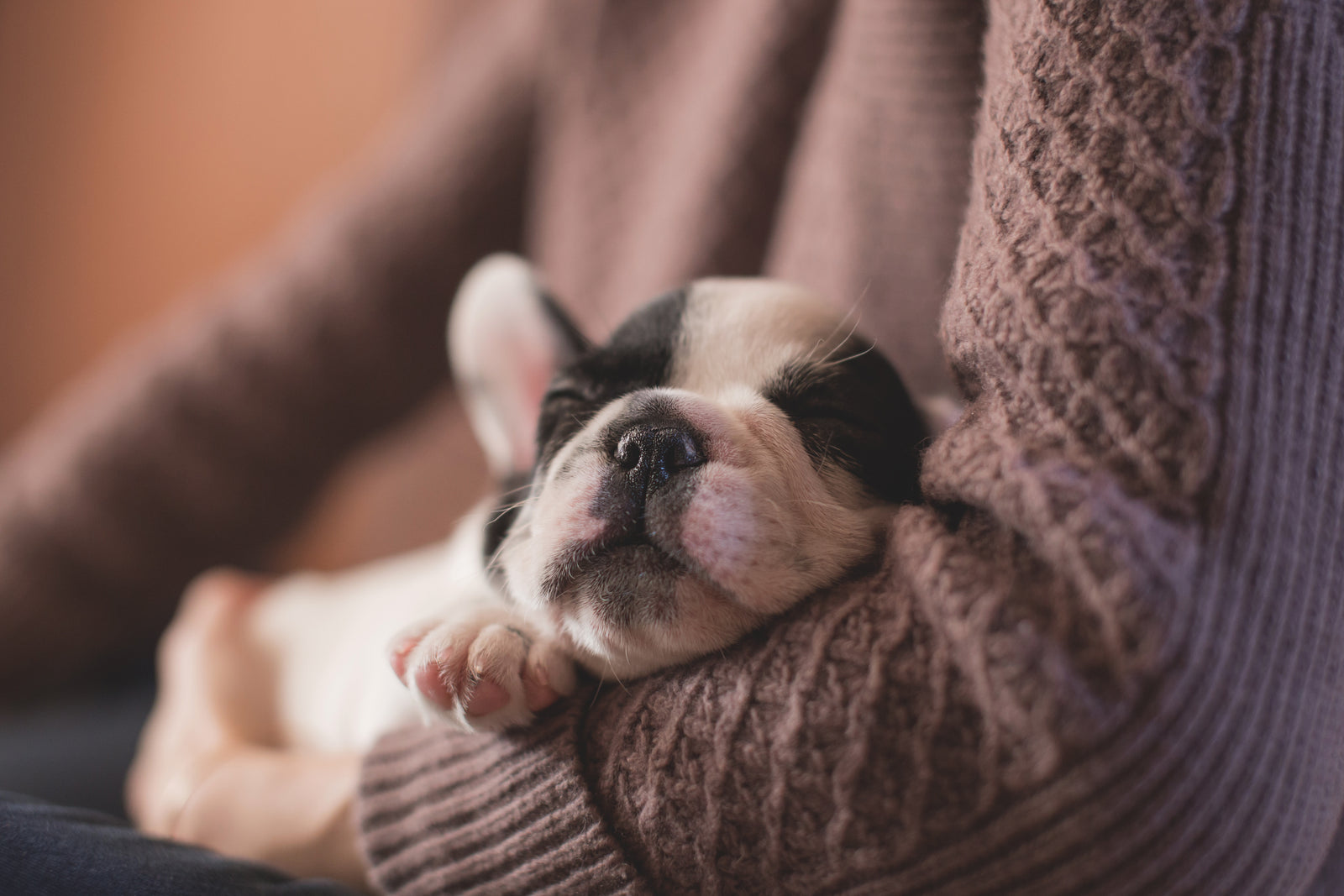 5 New Years Resolutions To Share With Your Pet