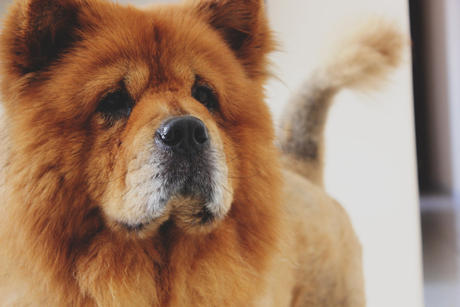 Pet Essentials For 2019