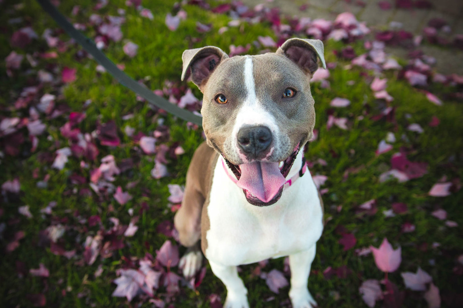 The Best Ways To Stop Your Dog Pulling
