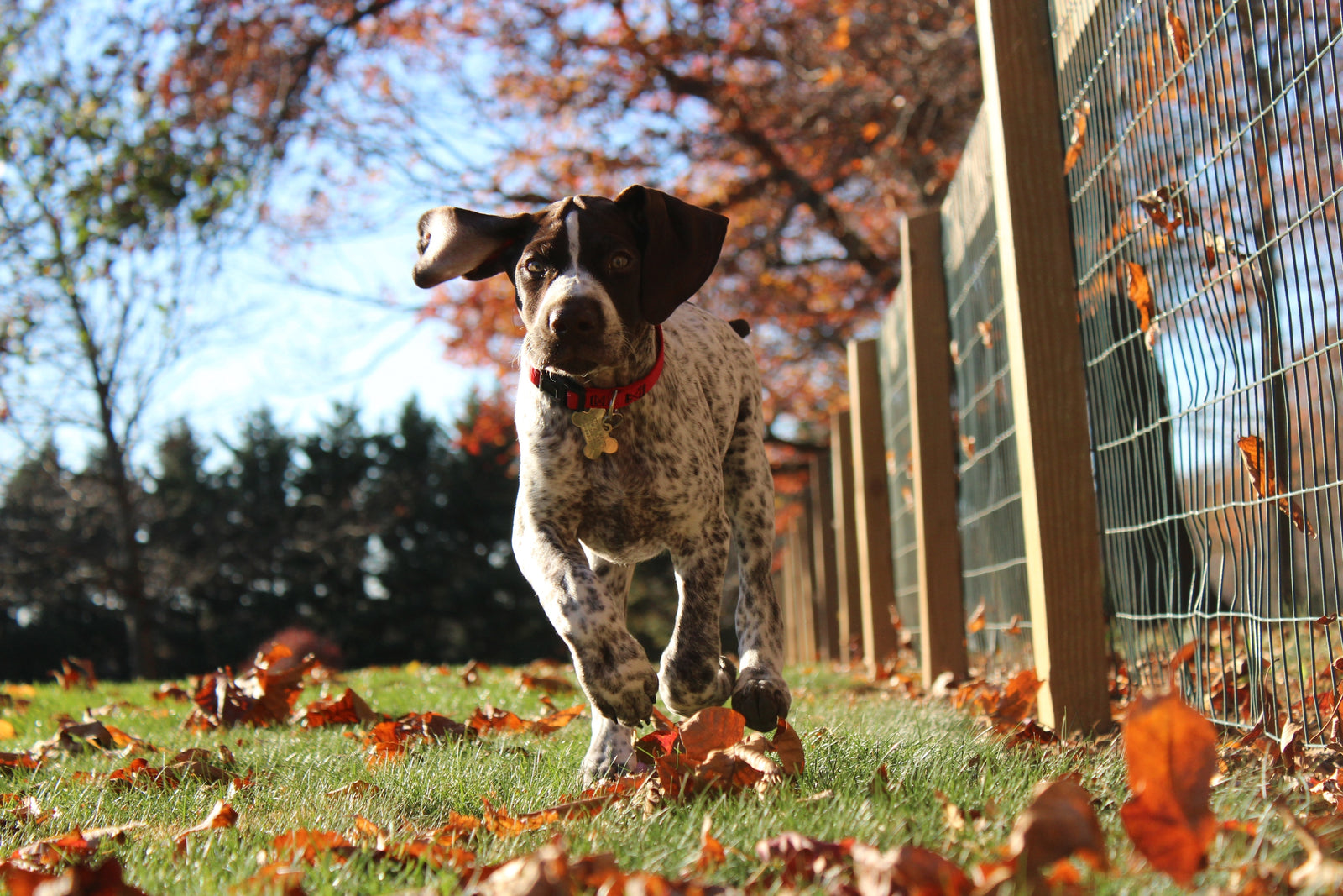 5 Strong Dog Toys Your Pet Needs To Have