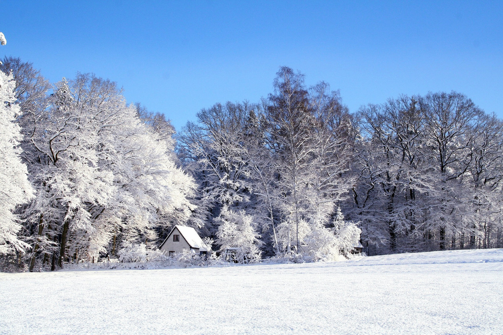 Snow Day