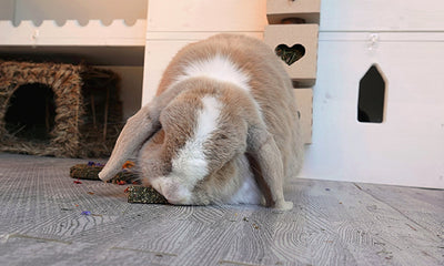 Rosewood Naturals Hemp Health Digestion | Barks & Bunnies