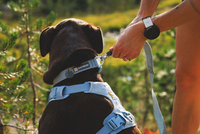 A dark chocolate Labrador wearing the Ruffwear Front Range Flex Harness in Polar Blue, looking up as a lead is clipped to the chest attachment point, dappled sunlight through trees behind