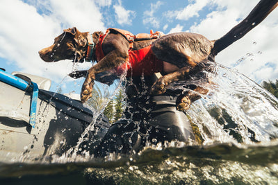 Brown dog wearing the Ruffwear Confluence dog life jacket in Tangelo Orange leaping from a boat into water, photographed from water level.