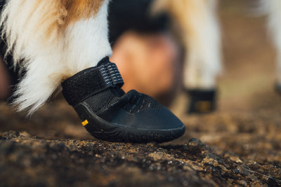 Close-up of Ruffwear Ridgeline Dog Shoe fitted on a dog's paw on muddy terrain
