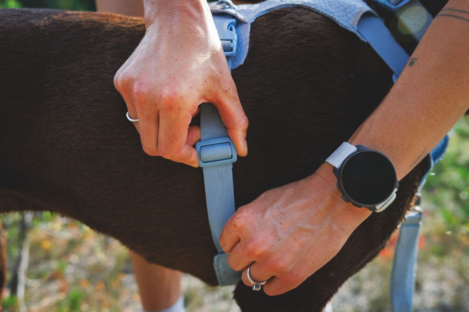 Close-up of hands adjusting the belly strap on the Ruffwear Front Range Flex Harness in Polar Blue on a dark chocolate Labrador, showing the adjustment buckle and fit process