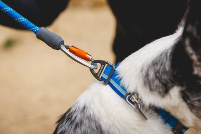 Close-up of the Ruffwear Knot-a-Long leash in Blue Pool showing the lockable Crux Clip attached to a Ruffwear Top Rope collar at Smith Rock