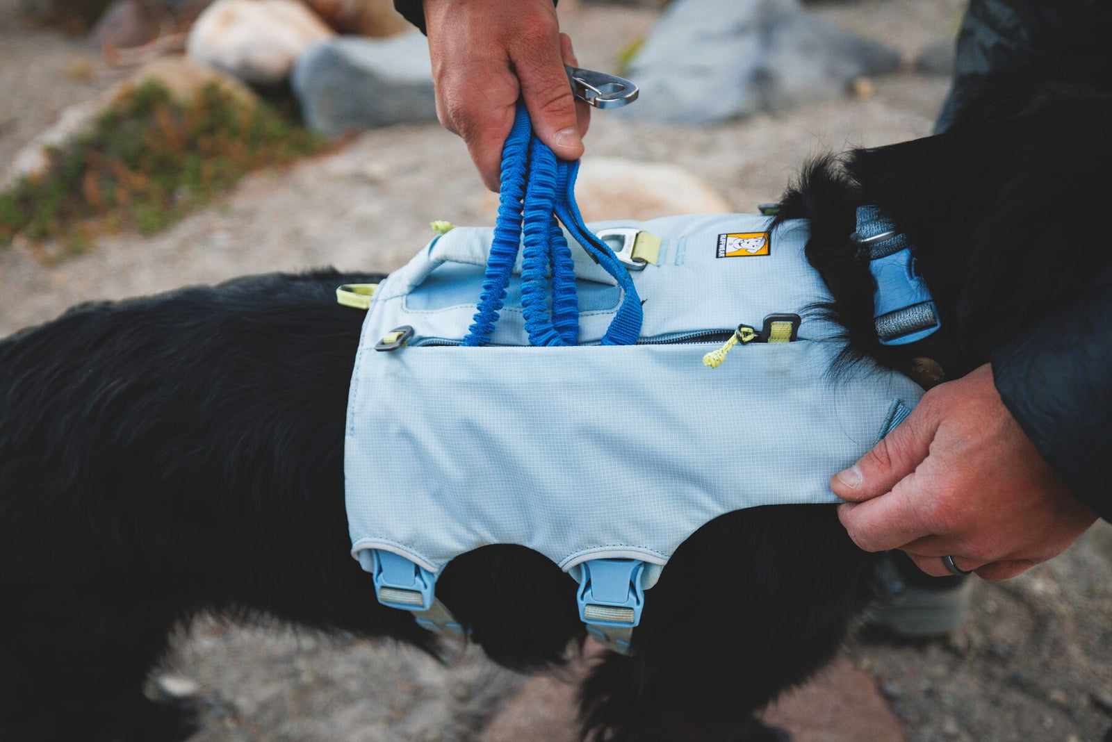 Close-up of the Ruffwear Palisades Pack harness chassis in Glacier Lake on a black dog, showing the top handle being lifted and the coiled bungee leash attachment point, with lime green zip detail visible across the back panel