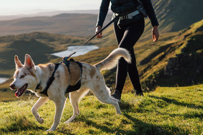 Cream dog wearing the Ruffwear Ridgeline harness in Obsidian Black striding ahead on a grassy hillside on lead, handler walking alongside, open moorland and lochs stretching into the distance behind them