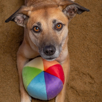Dog holding Fluff & Tuff Mini Beach Ball plush toy in mouth on sandy ground