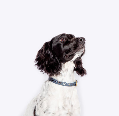 FatFace Marching Dogs Collar Lead Matching Set | Barks & Bunnies