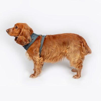 FatFace Marching Dogs Collar Lead & Harness Matching Set | Barks & Bunnies