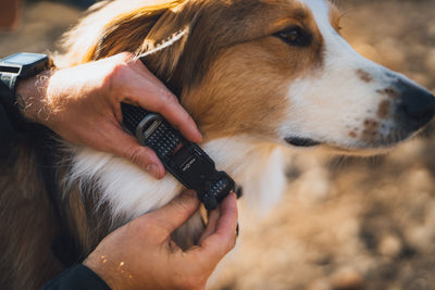 Hands clipping the Fidlock magnetic buckle on the Ruffwear Ridgeline Dog Collar