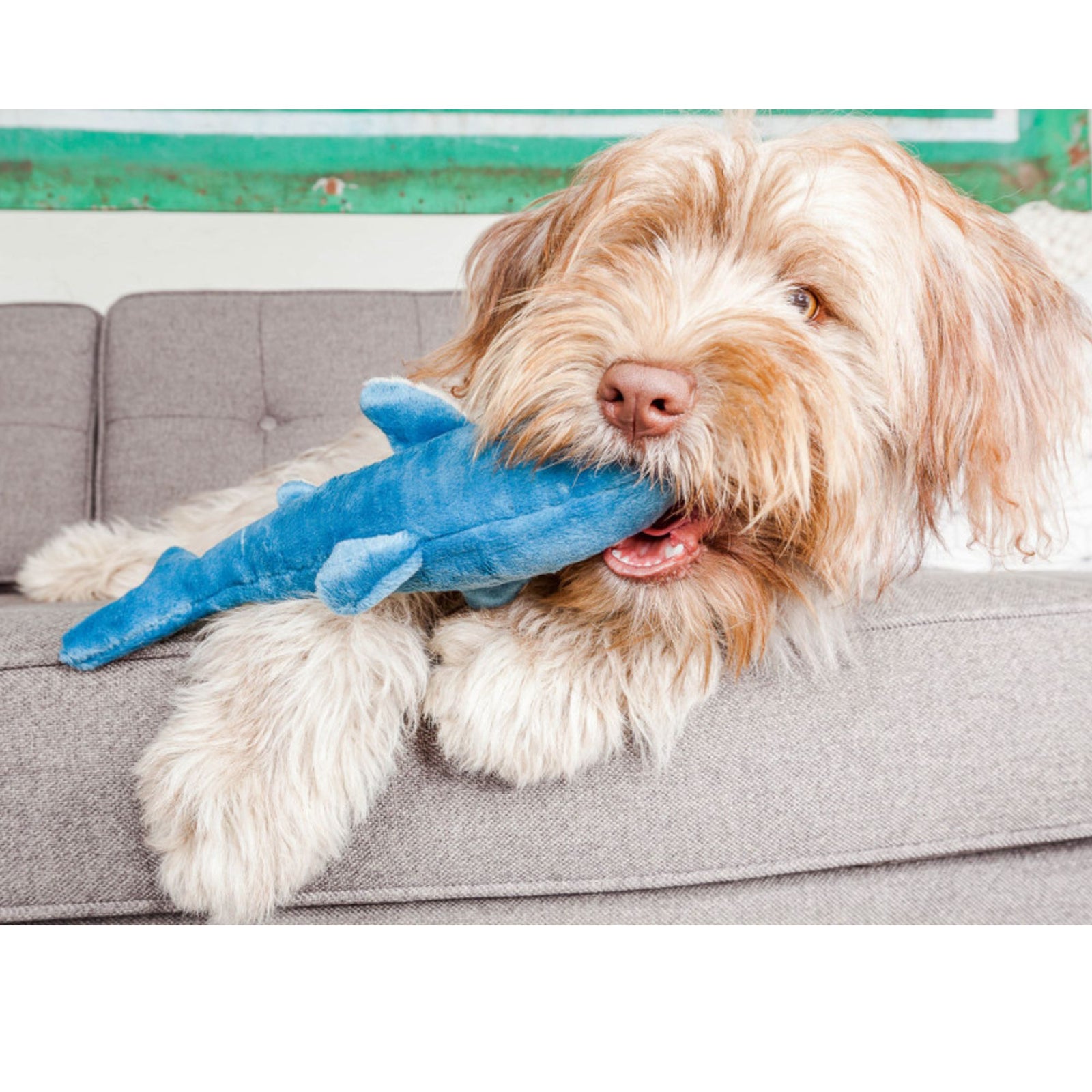 Fluffy dog lying on sofa holding Fluff & Tuff Tank Shark blue plush toy in mouth