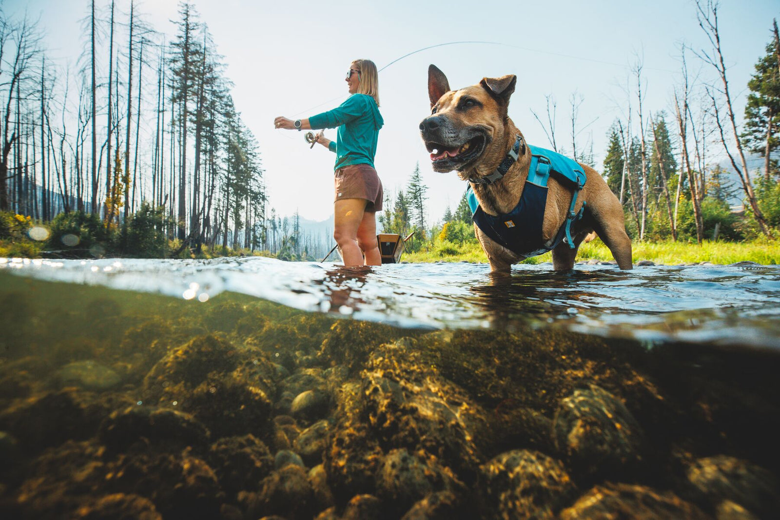 German Shepherd wearing the Ruffwear Confluence dog life jacket in Biolumin Blue standing in a shallow river, with a woman fly fishing in the background.