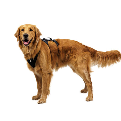 Golden retriever wearing the Ruffwear Ridgeline Dog Collar in Obsidian Black