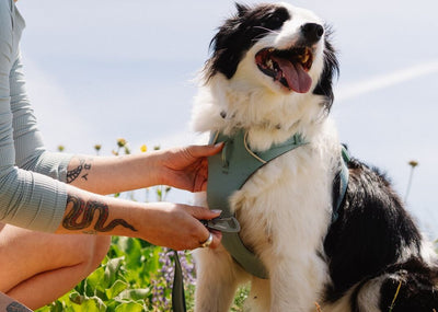 Person clipping a Ruffwear Front Range Lead onto a Front Range Harness in River Rock Green on a happy black and white Border Collie, outdoors in a wildflower meadow