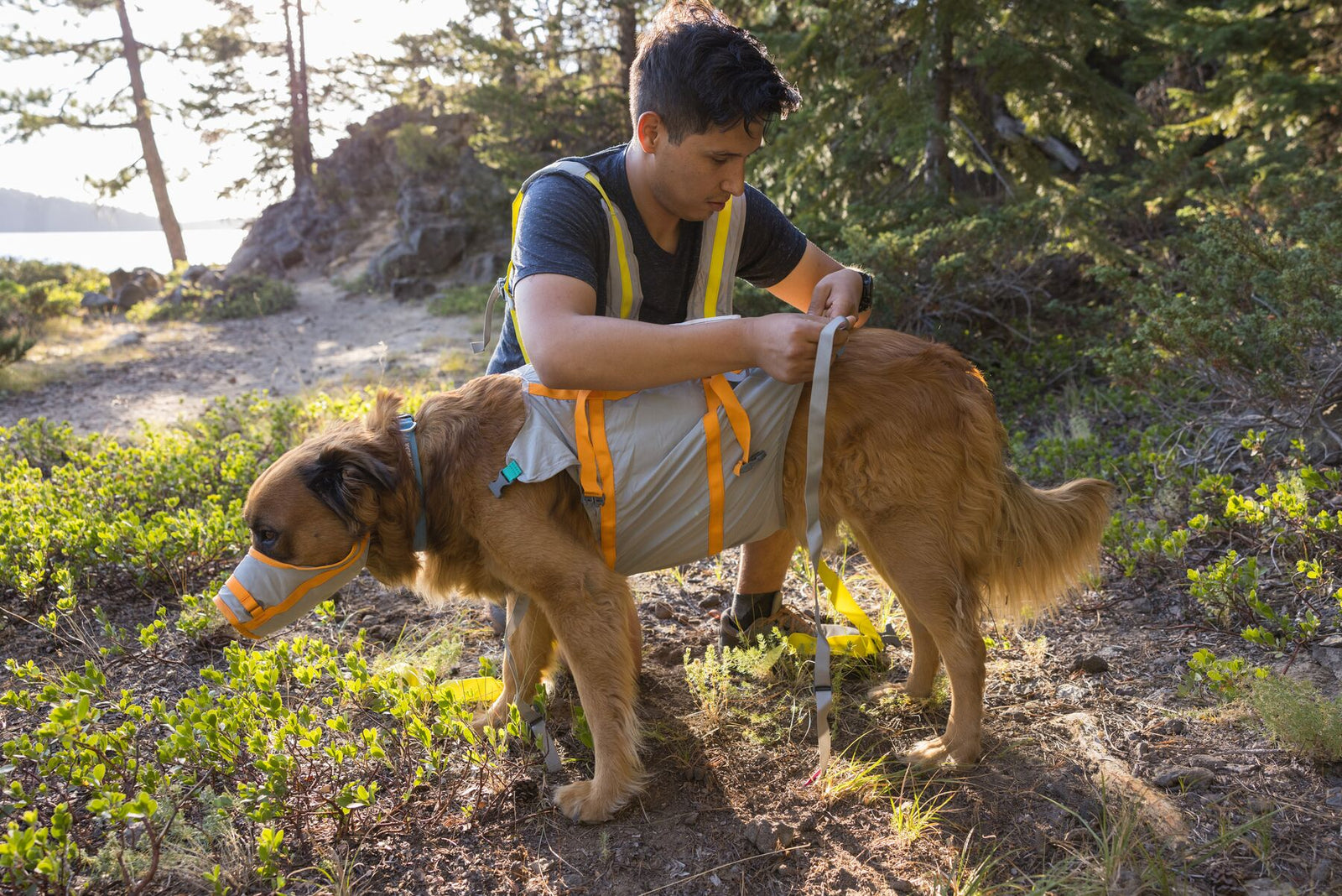 Man crouching on a rocky woodland trail fitting the Ruffwear BackTrak dog carrying sling in Cloudburst Gray with orange and yellow straps onto a large golden retriever also wearing the BackTrak first-aid muzzle, pine trees and lake visible behind in warm afternoon sun