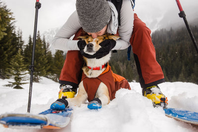 Owner kissing a Corgi wearing a Ruffwear Confluence Collar in Red Sumac during a winter snowshoe adventure