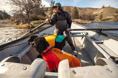 Curly-coated retriever wearing a Ruffwear Confluence Collar in Red Sumac, standing in a rowing boat on a river