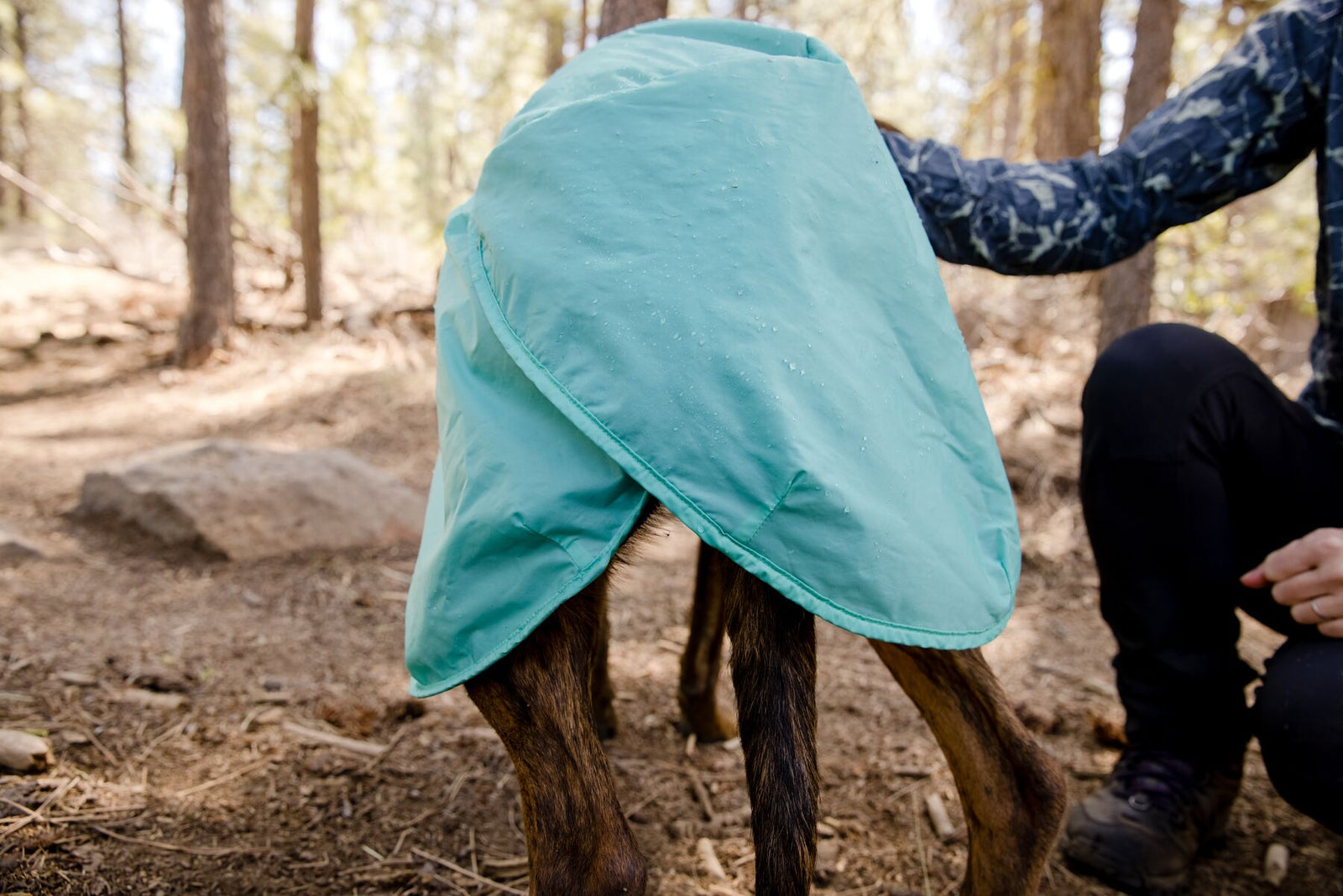 Handler crouching to fasten the Ruffwear Dirtbag™ Dog Towel in Aurora Teal onto a brindle dog in a pine woodland, teal waterproof shell covering the dog's back and sides, showing the easy on/off fit