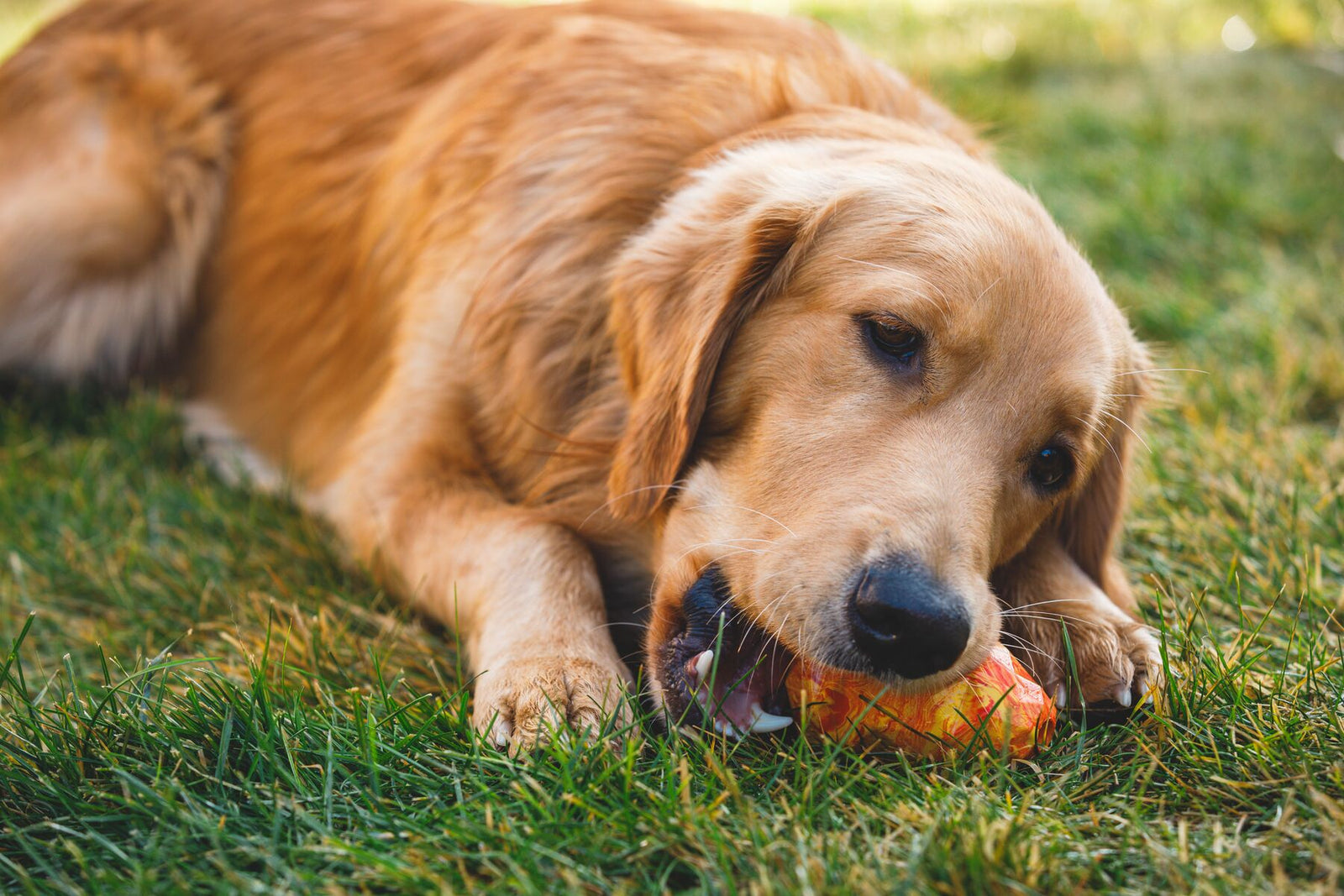 Golden retriever lying on grass working on the Ruffwear Gnawt-a-Cone toy in Salamander Orange, chin resting on the ground, fully absorbed in the treat challenge