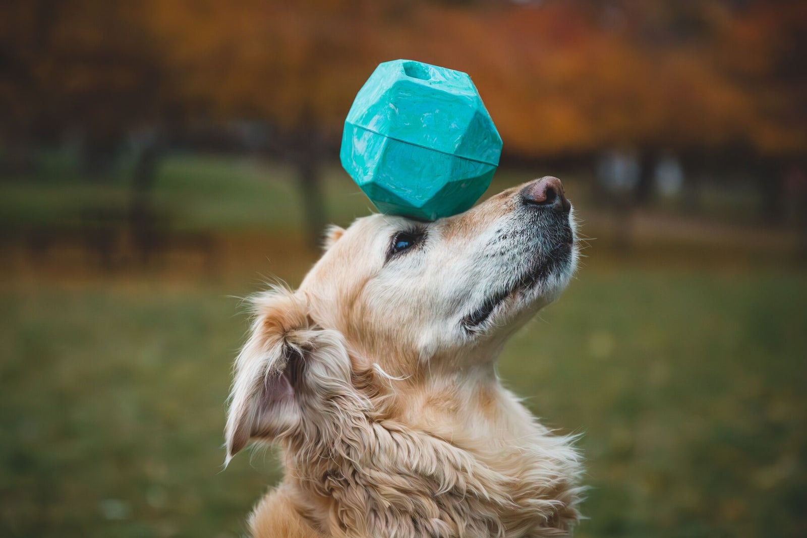 Golden retriever balancing the Ruffwear Gnawt-a-Rock in Glacial Blue on its nose in an autumn park, golden and russet trees blurred in the background