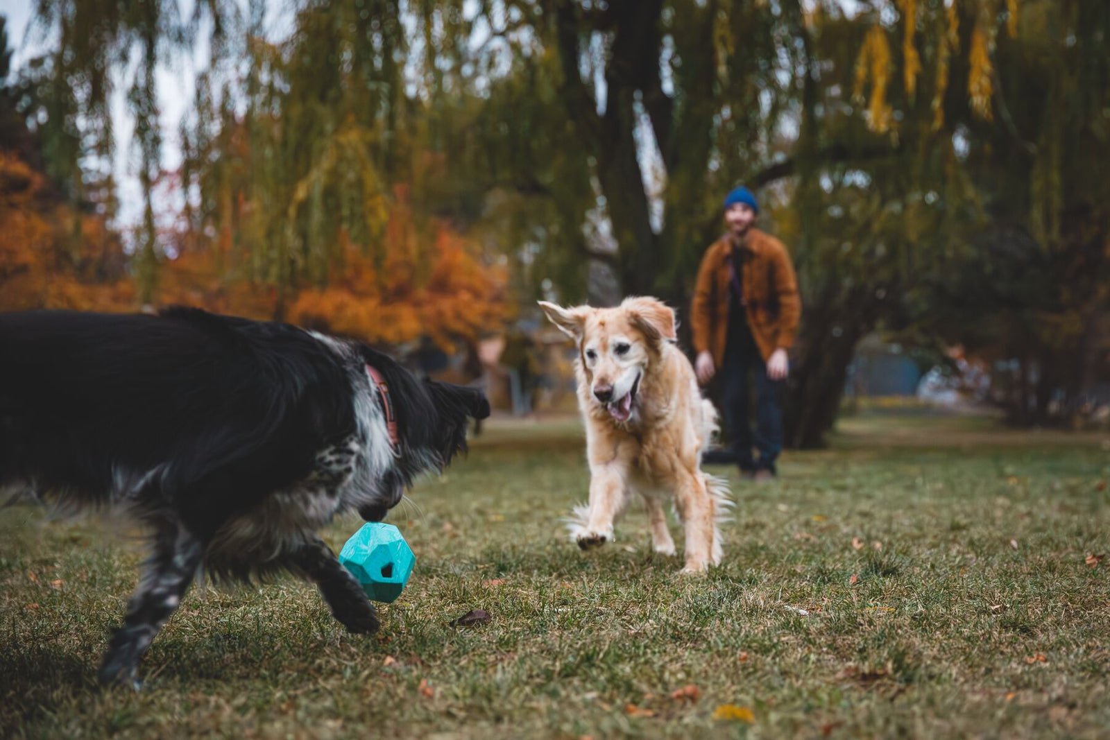 Black spaniel and golden retriever playing fetch with the Ruffwear Gnawt-a-Rock in Glacial Blue in an autumn park, owner watching in the background