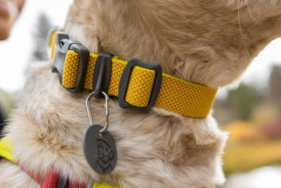 Ruffwear Hi & Light dog collar worn on dog, showing fit and D-ring placement