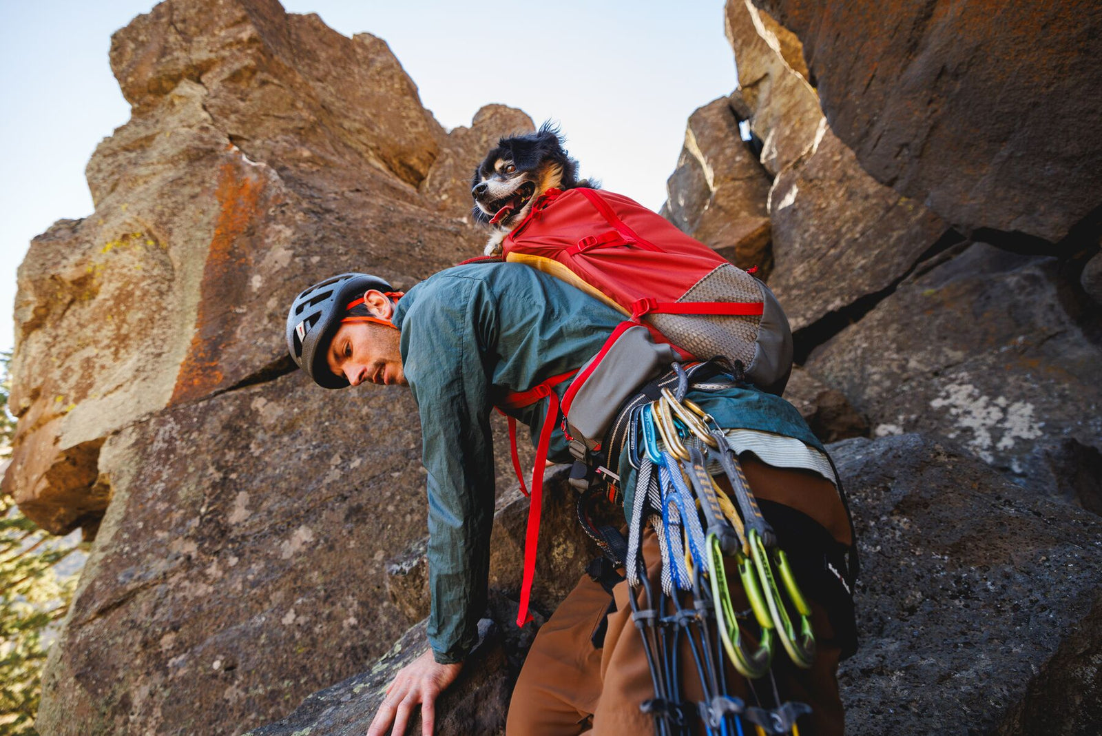 Climber scrambling up a rocky face wearing the Ruffwear Hitch Hiker dog backpack carrier in Red Clay with a small black and white dog peering out over the top, climbing gear racked on a harness below, warm rock and open sky behind