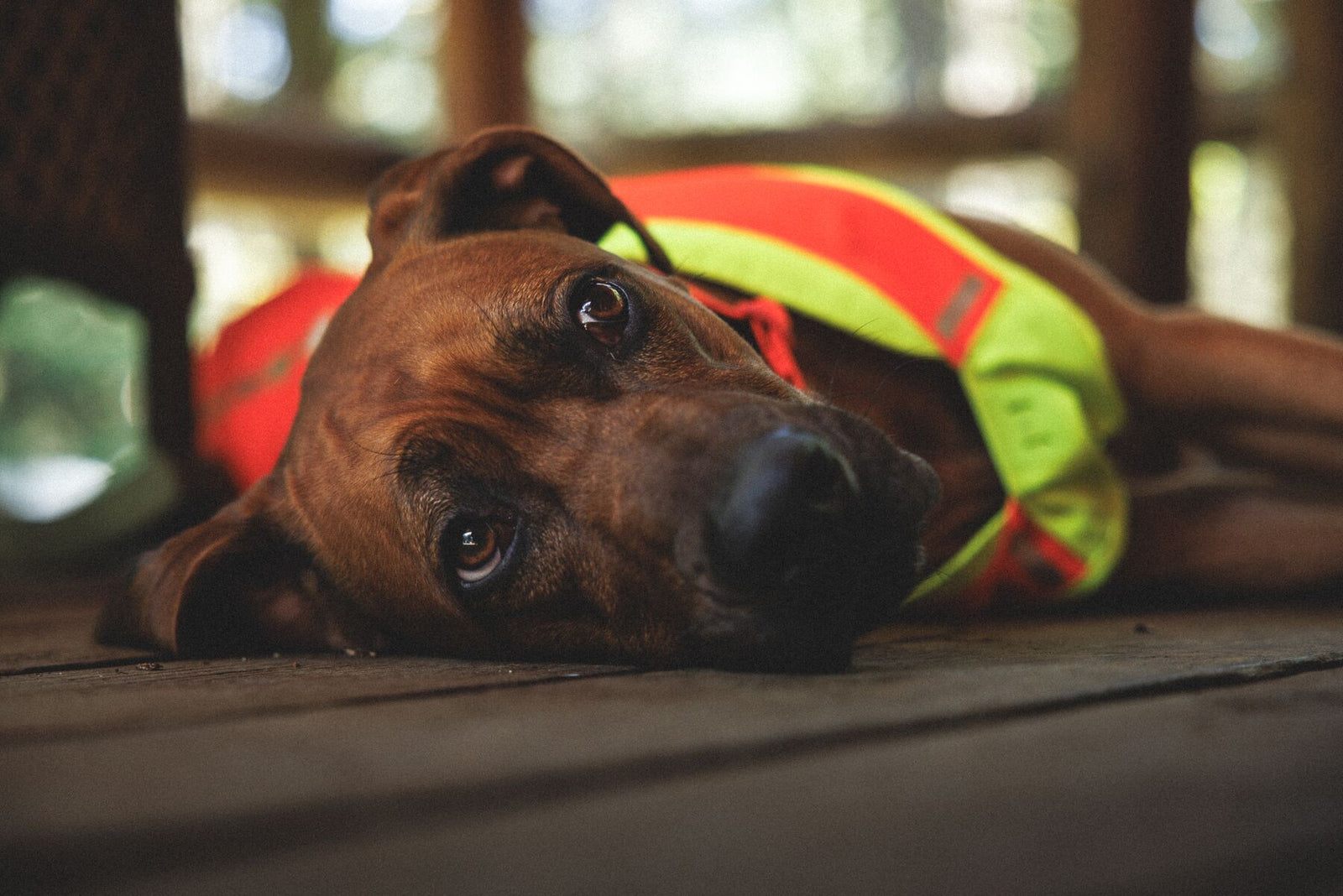 Dark-coated dog lying on wooden decking wearing Ruffwear Lumenglow High-Vis Vest in Blaze Orange - high-visibility dog vest for low-light and dark walks