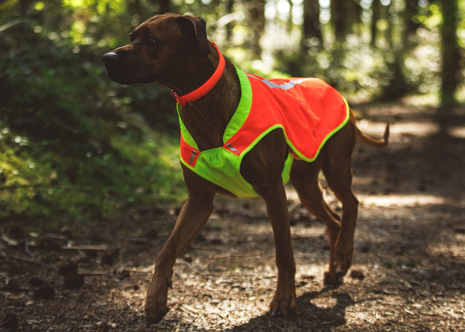 Dark-coated dog standing alert on a woodland path wearing Ruffwear Lumenglow High-Vis Vest in Blaze Orange — high-visibility dog vest for woodland and trail walks