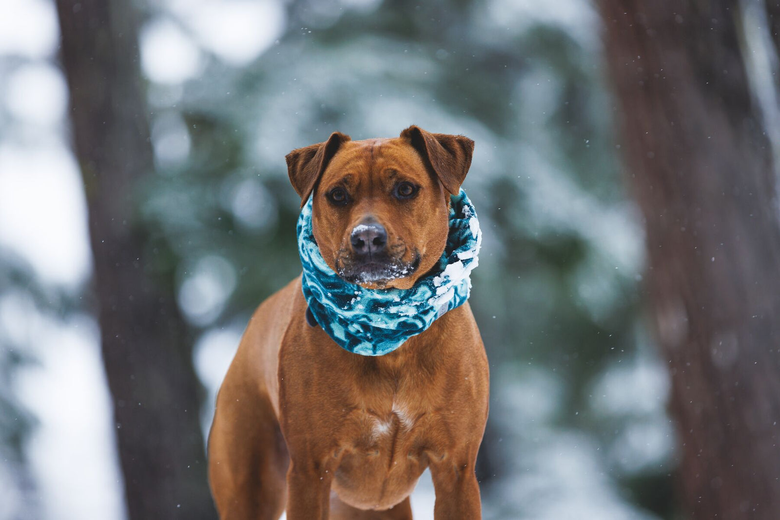 Rhodesian Ridgeback wearing the Ruffwear Mt. Hoodie dog neck gaiter in Deep Teal as a neck warmer, standing in a snowy forest — front view showing the gaiter worn around the neck