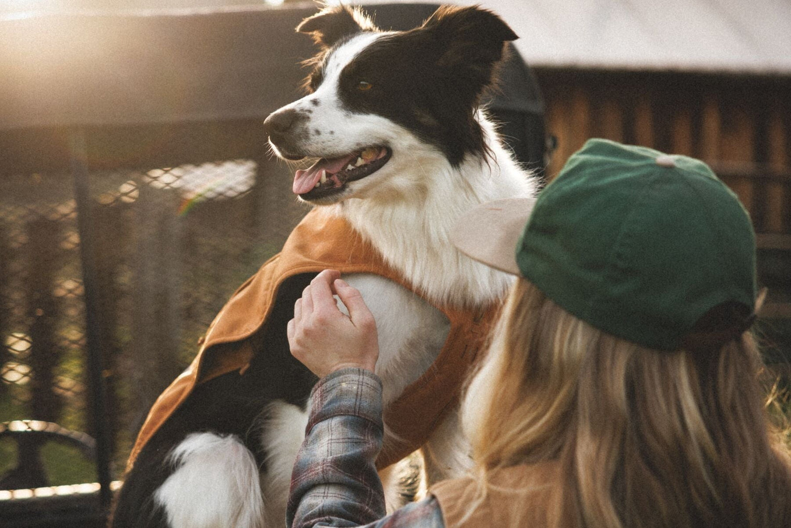 Owner fastening Ruffwear Overcoat Fuse insulated dog harness vest in Brown Bear onto a border collie in warm golden light - easy on and off dog coat with built-in harness for cold weather walks