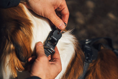 Hands releasing the Fidlock magnetic buckle on the Ruffwear Ridgeline Dog Collar, close-up on a long-haired dog
