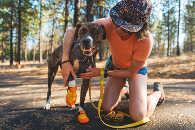 Person fitting a Ruffwear Summit Trex Shoe in Sunrise Yellow onto a dog's paw on a trail