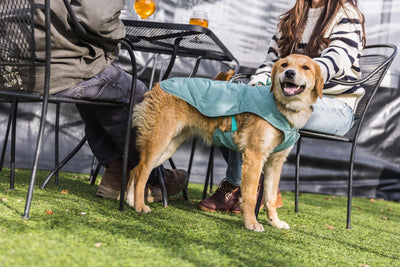 Ruffwear Stumptown Jacket, Harness Dog Coat | Barks & Bunnies