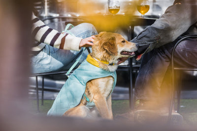 Ruffwear Stumptown Jacket, Harness Dog Coat | Barks & Bunnies