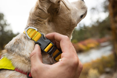 Ruffwear Hi & Light Lightweight Dog Collar | Barks & Bunnies