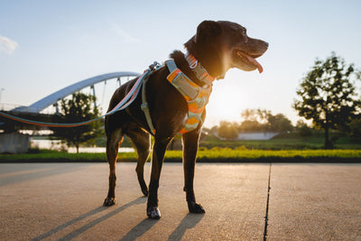 Ruffwear Front Range Harness Front Clip Dog Harness | Barks & Bunnies