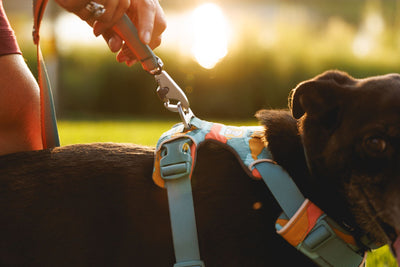 Ruffwear Front Range Lead with Matching Harness Set | Barks & Bunnies