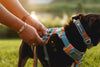 Ruffwear Front Range Dog Collar, Durable Dog Collar | Barks & Bunnies